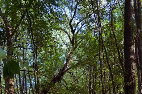 幻想生物图鉴(幻想生物图鉴：倾听神话和传说中的魔幻故事)