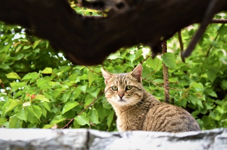 黑猫股份(黑猫股份：一只年度牛股的背后)