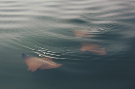 sting ray(神秘的毒性生物——魔鬼鱼（Sting Ray）)