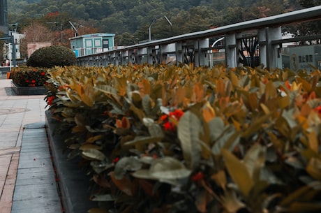 深圳 交通违章(深圳交通违章：解析违章行为与处罚措施)