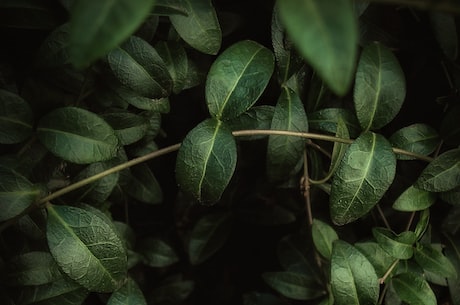 白背叶(白背叶：一个神秘的植物大家族)