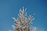 雪梨银耳汤做法(雪梨银耳汤做法，用这个配方，汤水清甜可口)