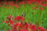 虫草花(你知道吗？虫草花原来还有这些神奇的功效！)