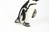 了解马达加斯加的企鹅：从生活习性到保护现状全面解析