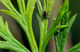 蓖麻子(蓖麻子：一种多用途的植物种子)