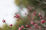 李白《飞花轻寒》历史背景与意义