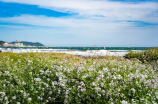 高岭家的二轮花(高岭家的二轮花，花海里的美丽小秘密！)