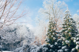 北京雪(北京迎来美丽的冬日白雪)