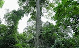 西双版纳自治州（西双版纳：遇见热带雨林与少数民族风情）